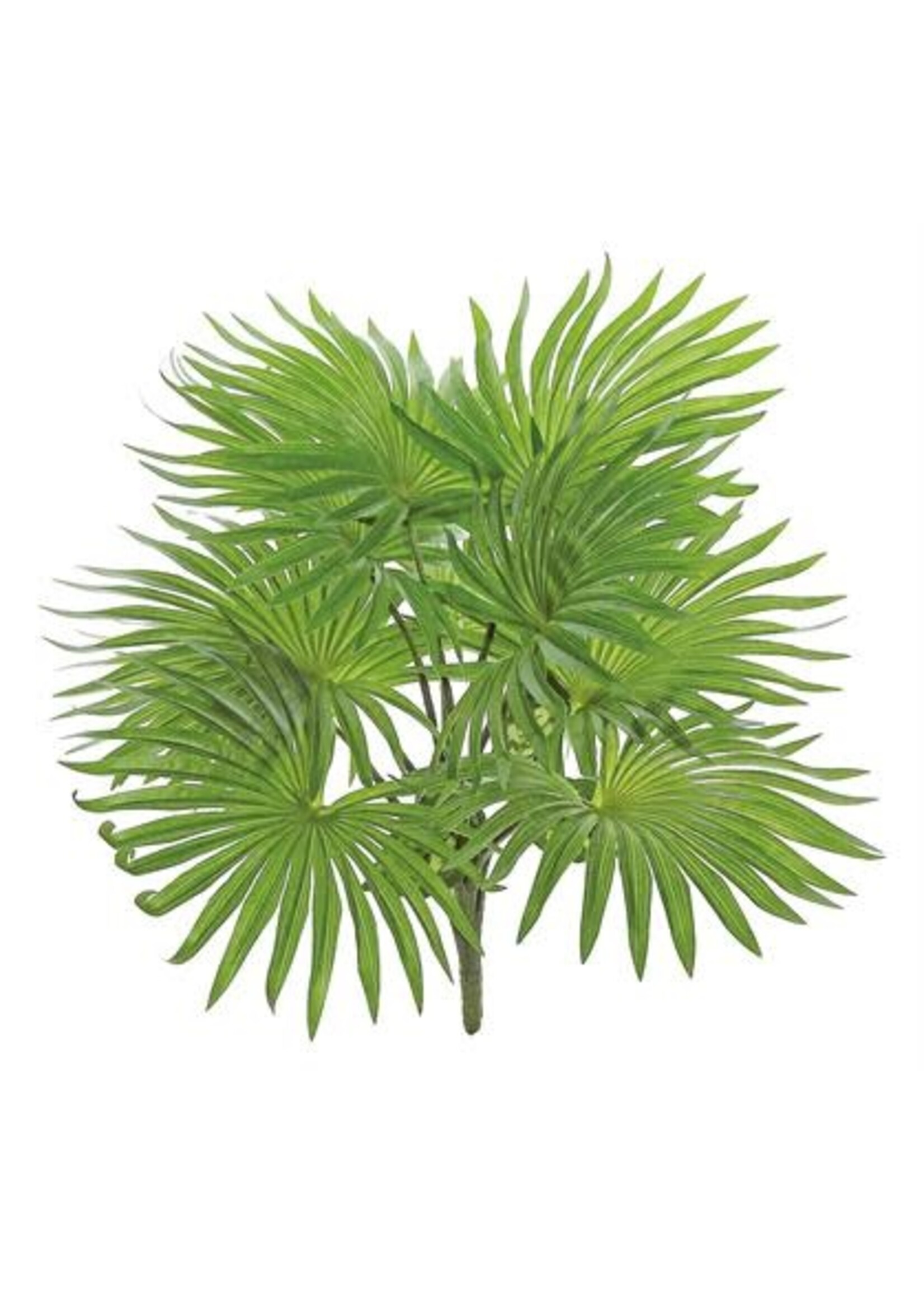 Select Artificials Natural-Touch Fountain Palm Plant x10, 17", Green