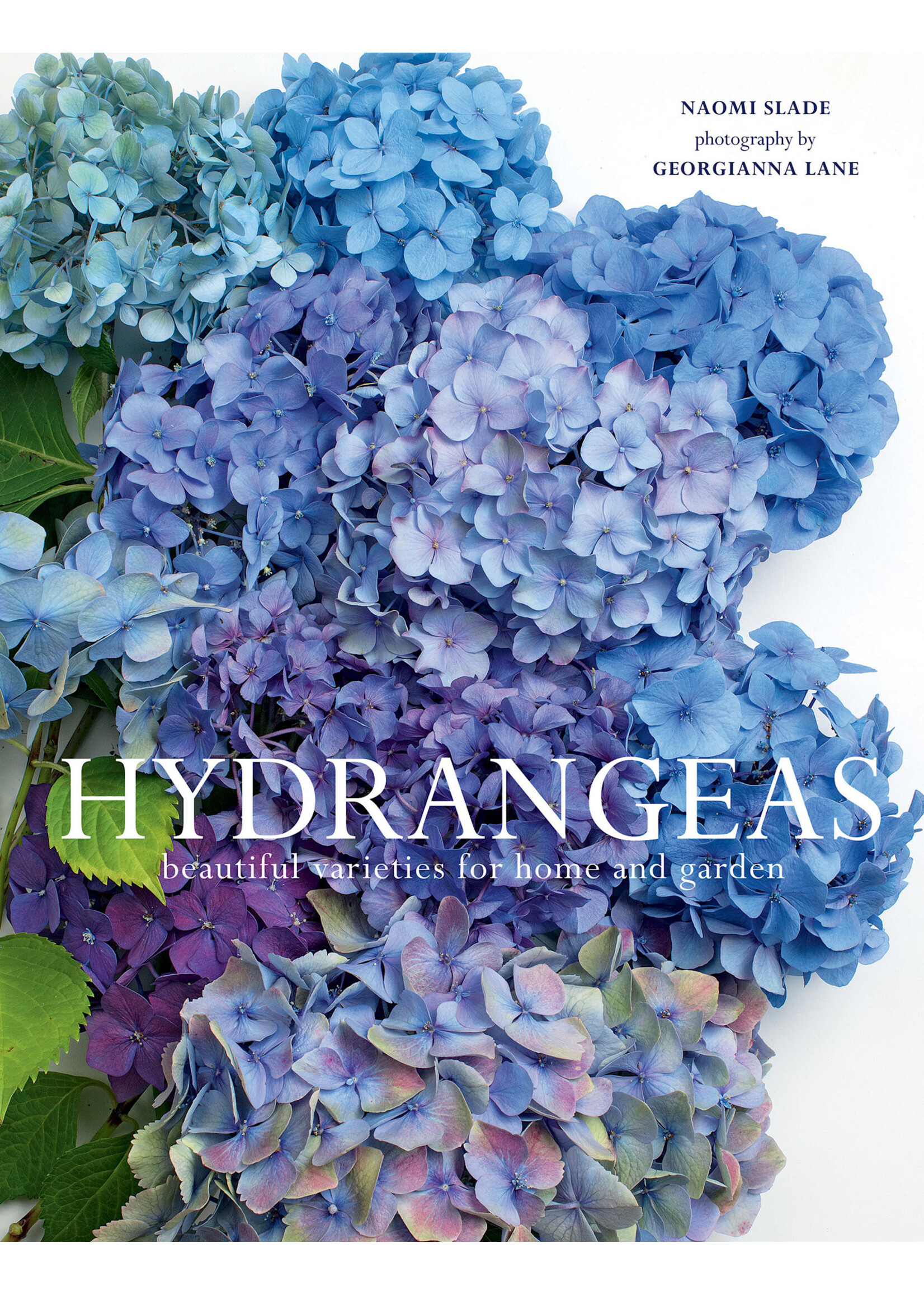 Simon & Schuster Hydrangeas