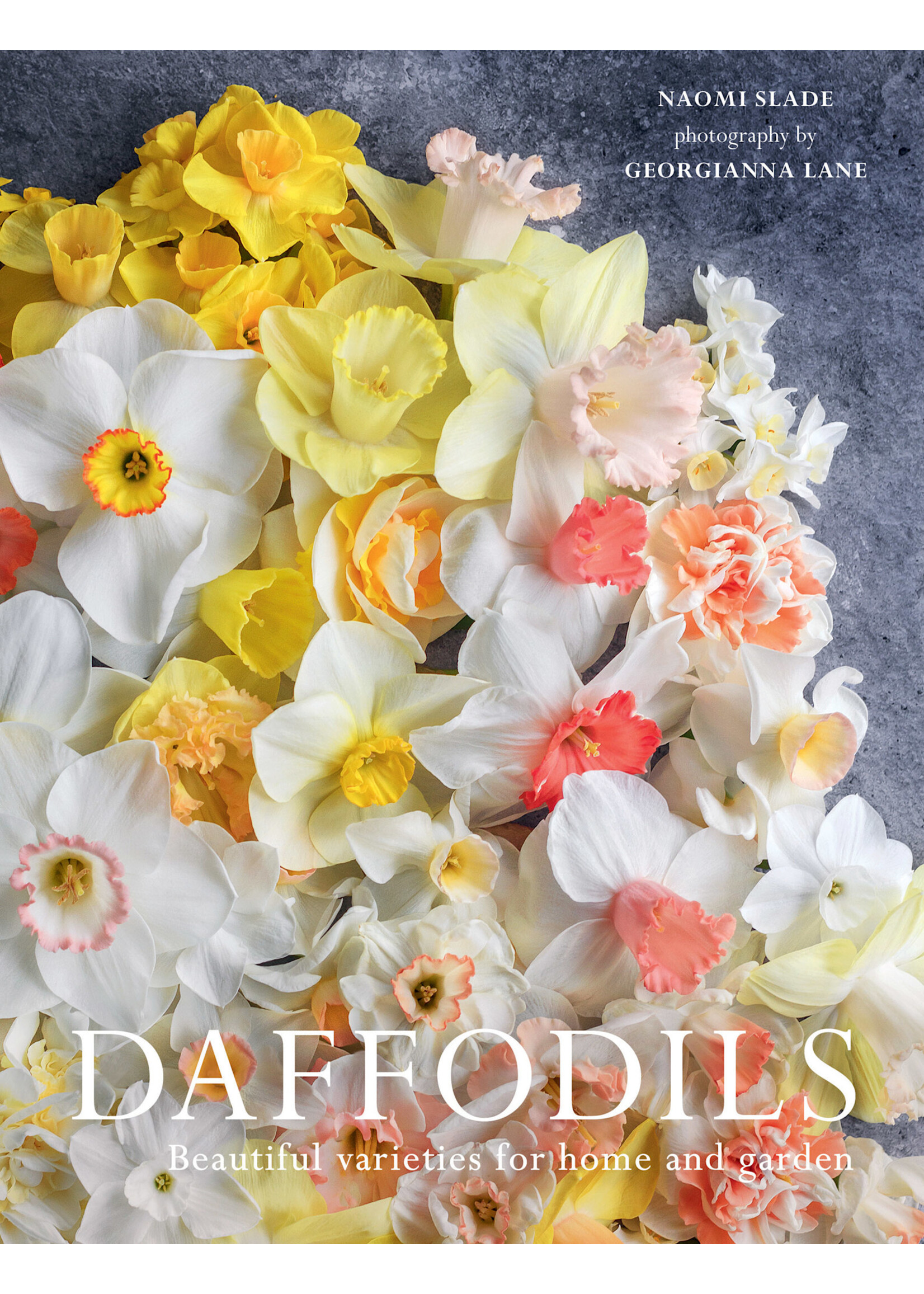 Simon & Schuster Daffodils
