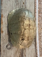 Found Turtle Shell