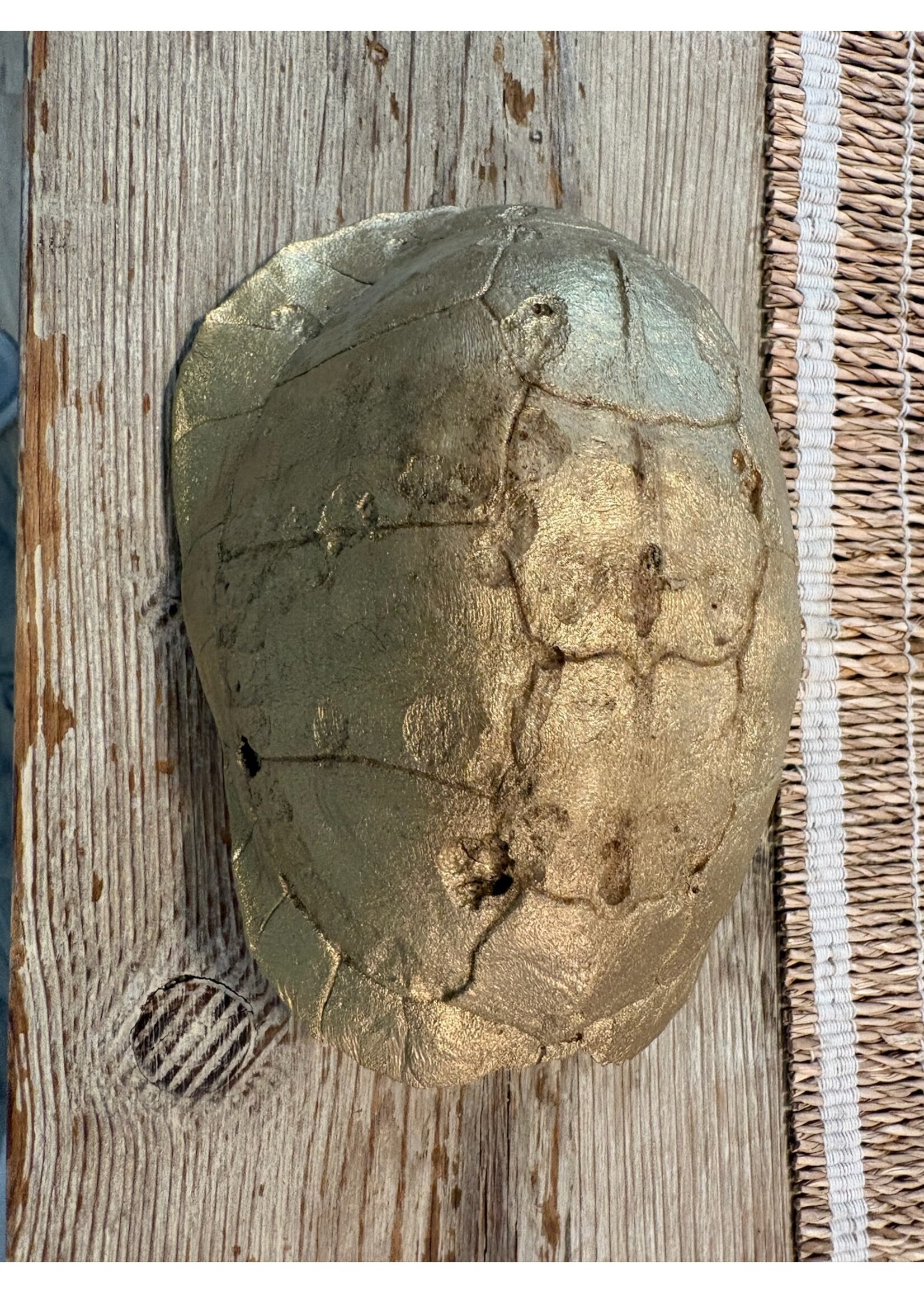 Found Turtle Shell