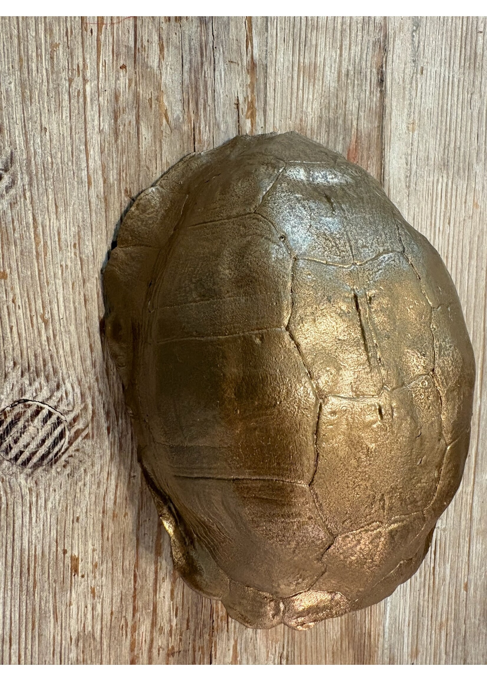 Found Turtle Shell