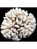 Shell Horizons Brownstem Coral 8-10"