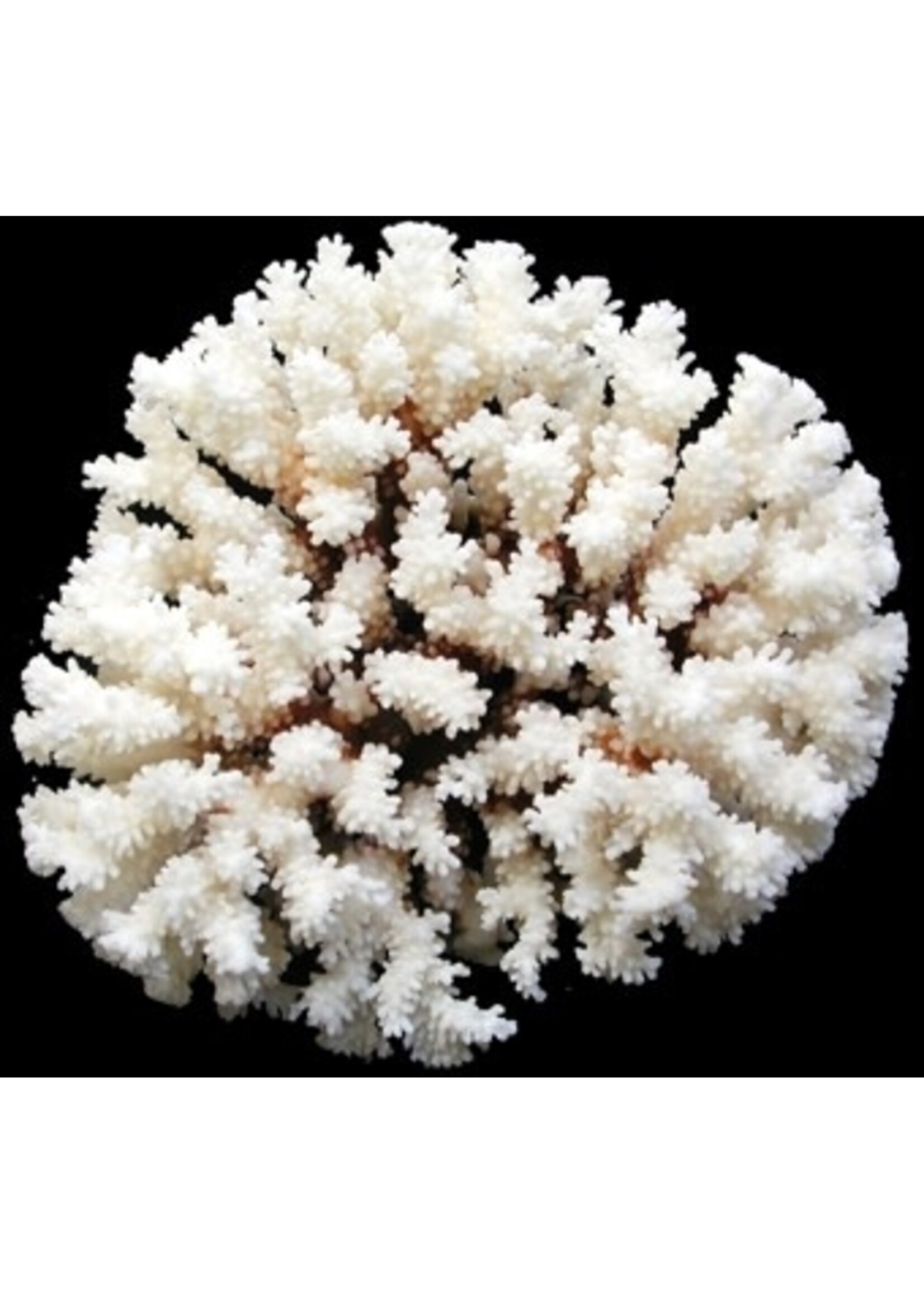 Shell Horizons Brownstem Coral 8-10"