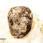 Turritella Agate - Tumbled