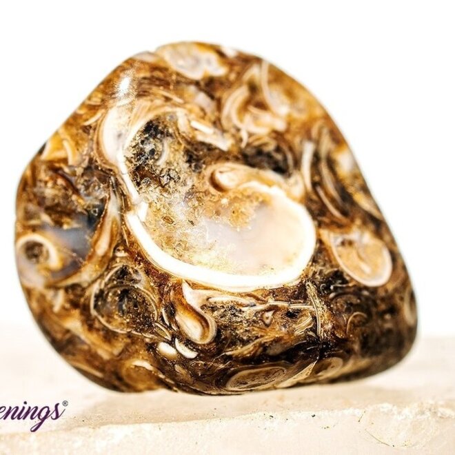 Turritella Agate - Tumbled