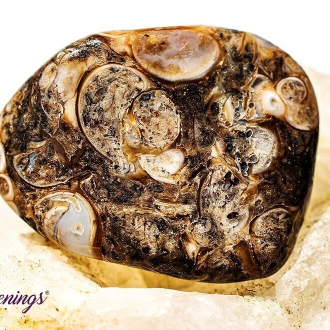 Turritella Agate - Tumbled