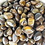 Gold Tiger Eye  Small 10-15 MM