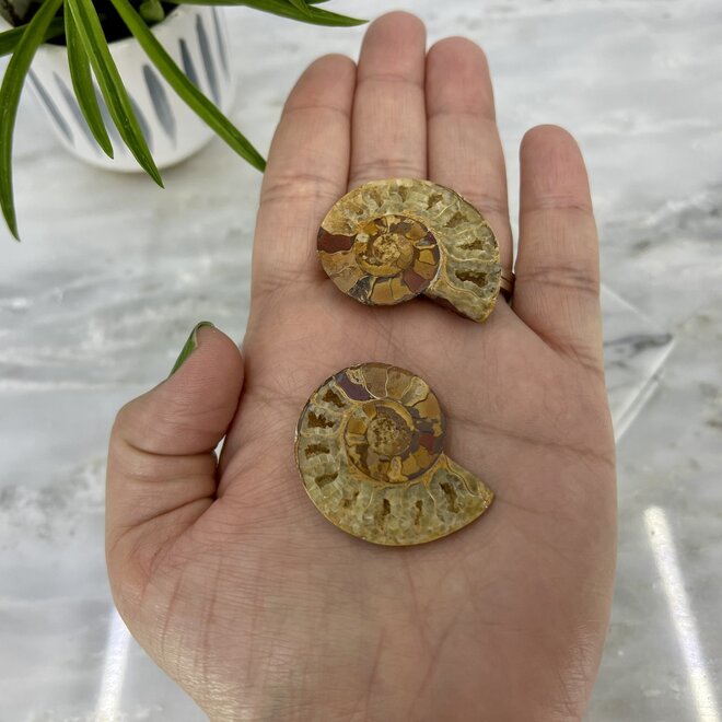 Ammonite Halves Two Pair