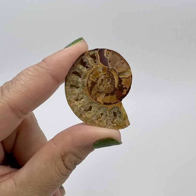 Ammonite Halves Two Pair