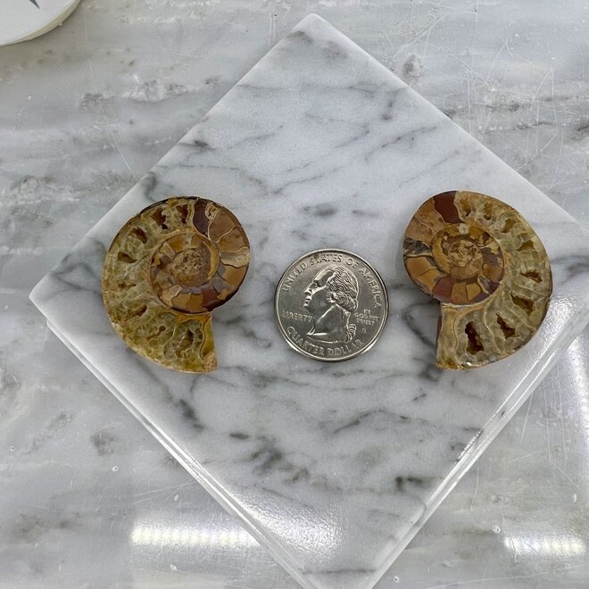 Ammonite Halves Two Pair