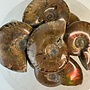 Ammonite (Small)