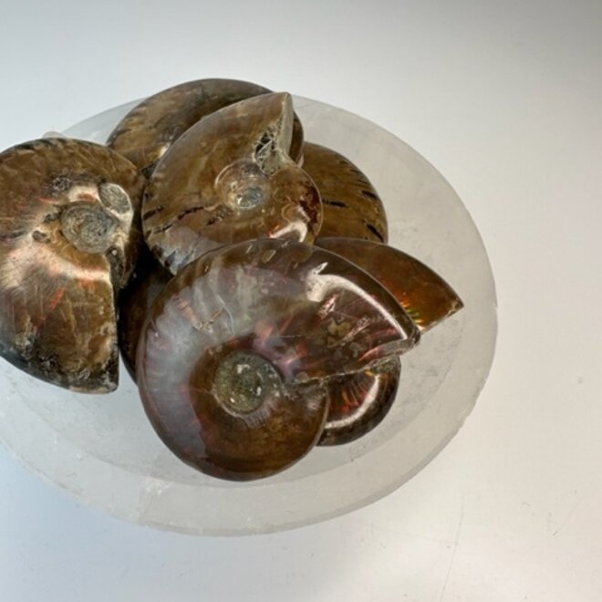Ammonite (Small)