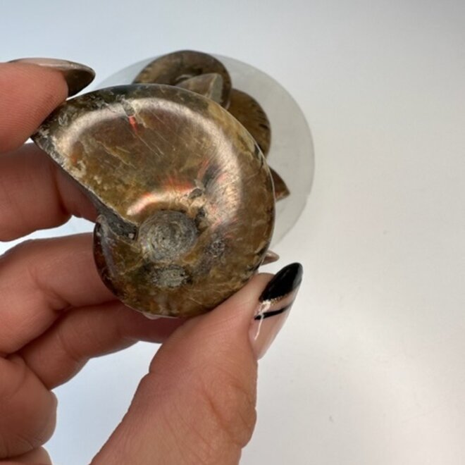 Ammonite (Small)