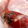 Red Petrified Wood Palmstone