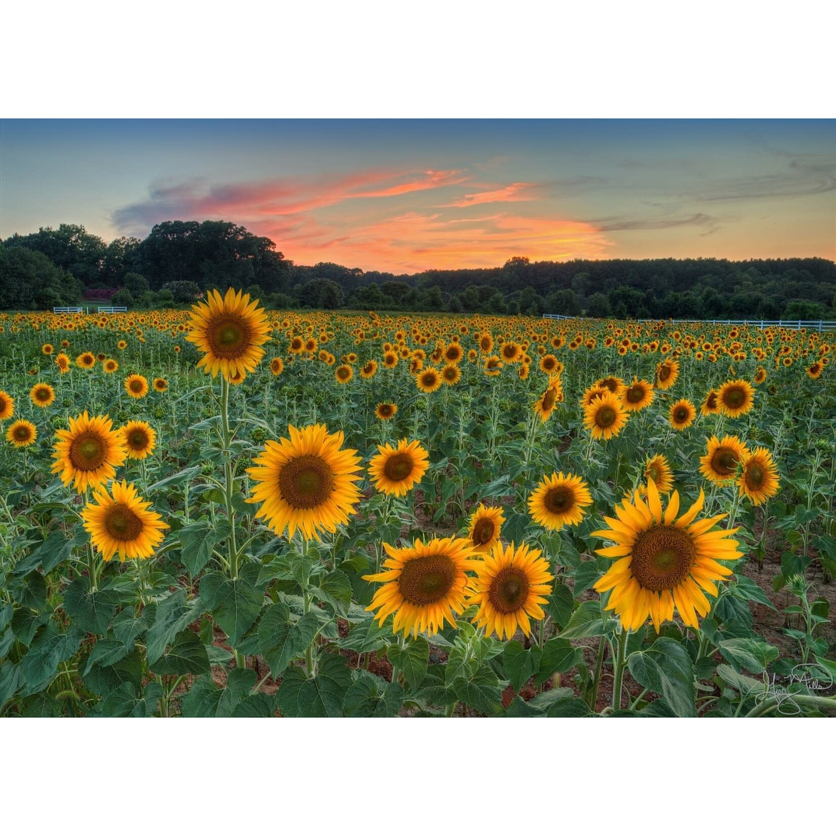 The image mill "Sunflower Sunset"