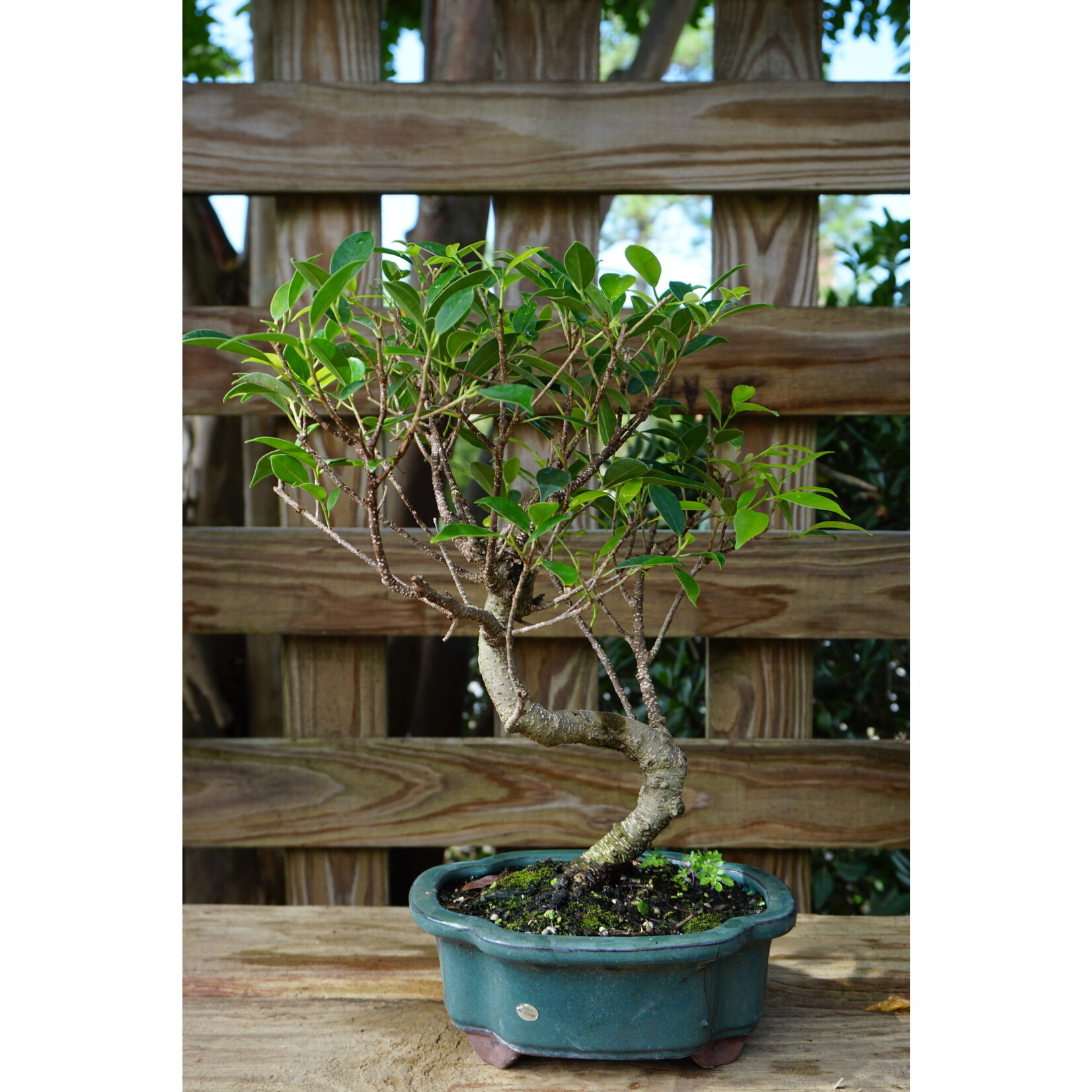 10" Ficus TI- Ceramic Assorted Glaze and Shape