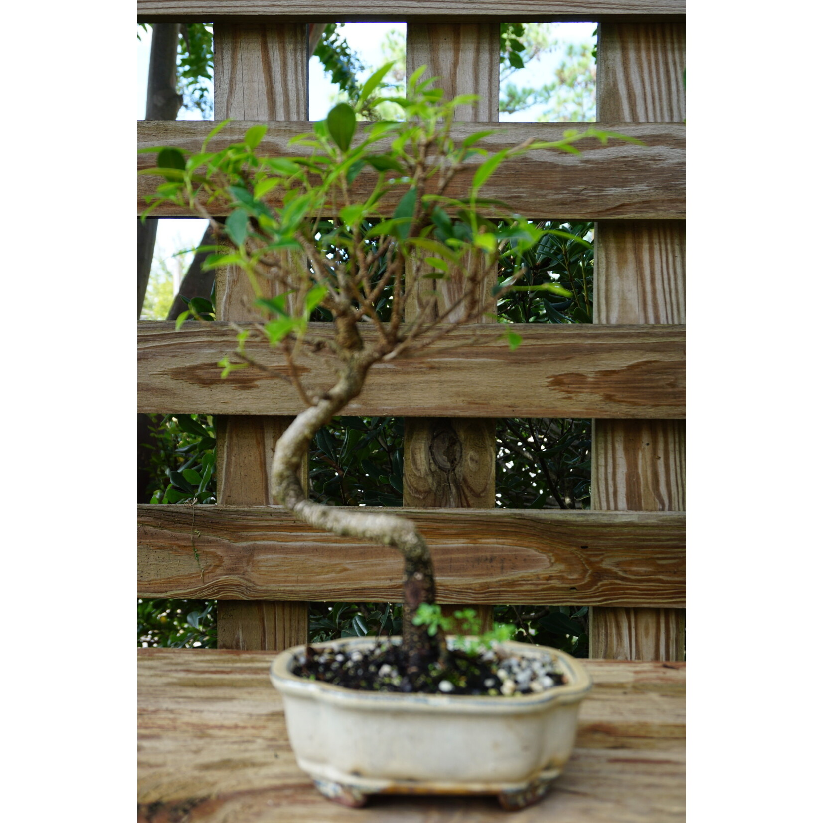 10" Ficus TI- Ceramic Assorted Glaze and Shape