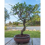 Sunshine Tropical Gardens Ficus Bonsai, 8" Pot