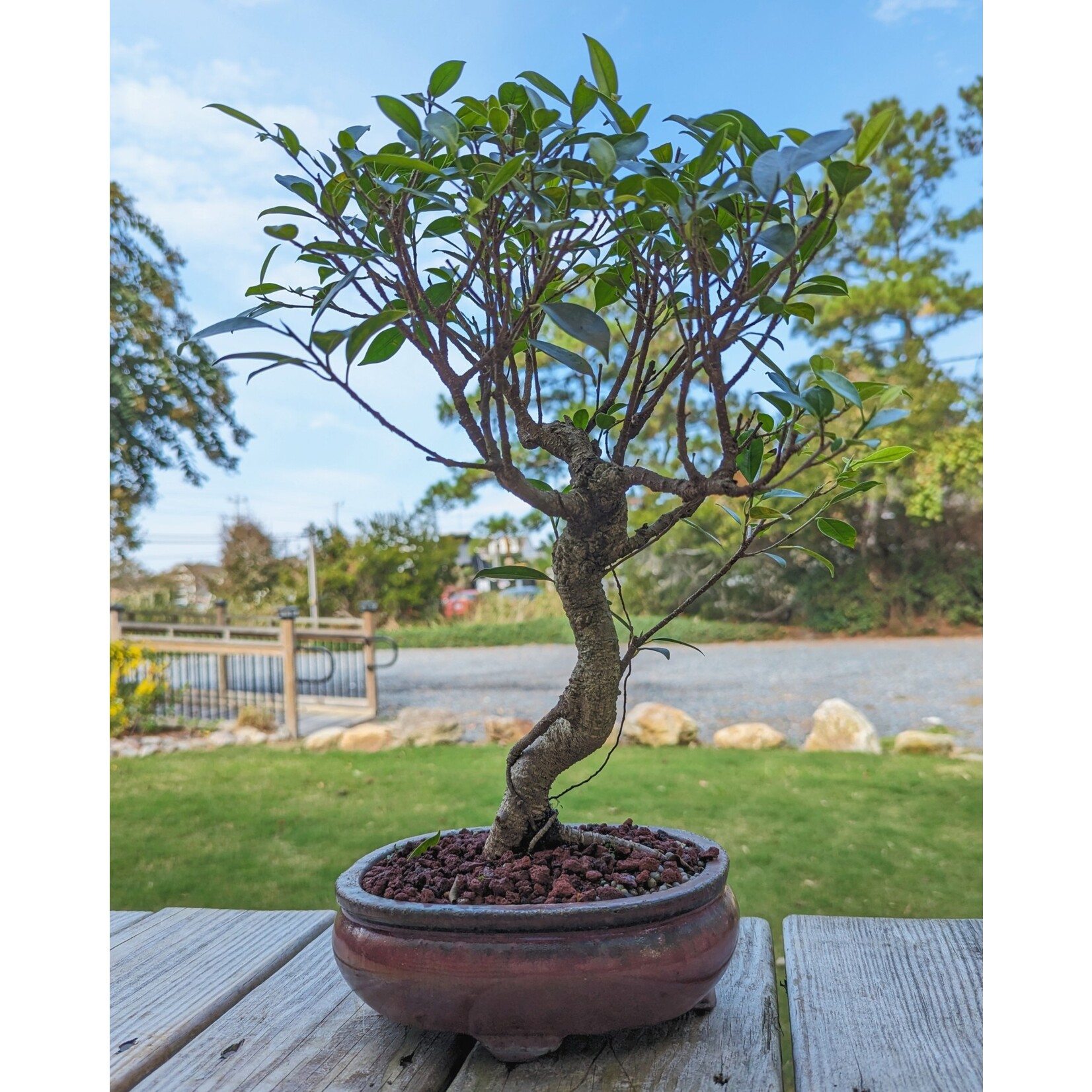 Sunshine Tropical Gardens Ficus Bonsai, 8" Pot