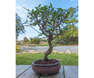 Ficus Bonsai, 8" Pot - Silver Bonsai Gallery