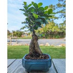 Sunshine Tropical Gardens Ginseng Ficus Bonsai, 6" Pot