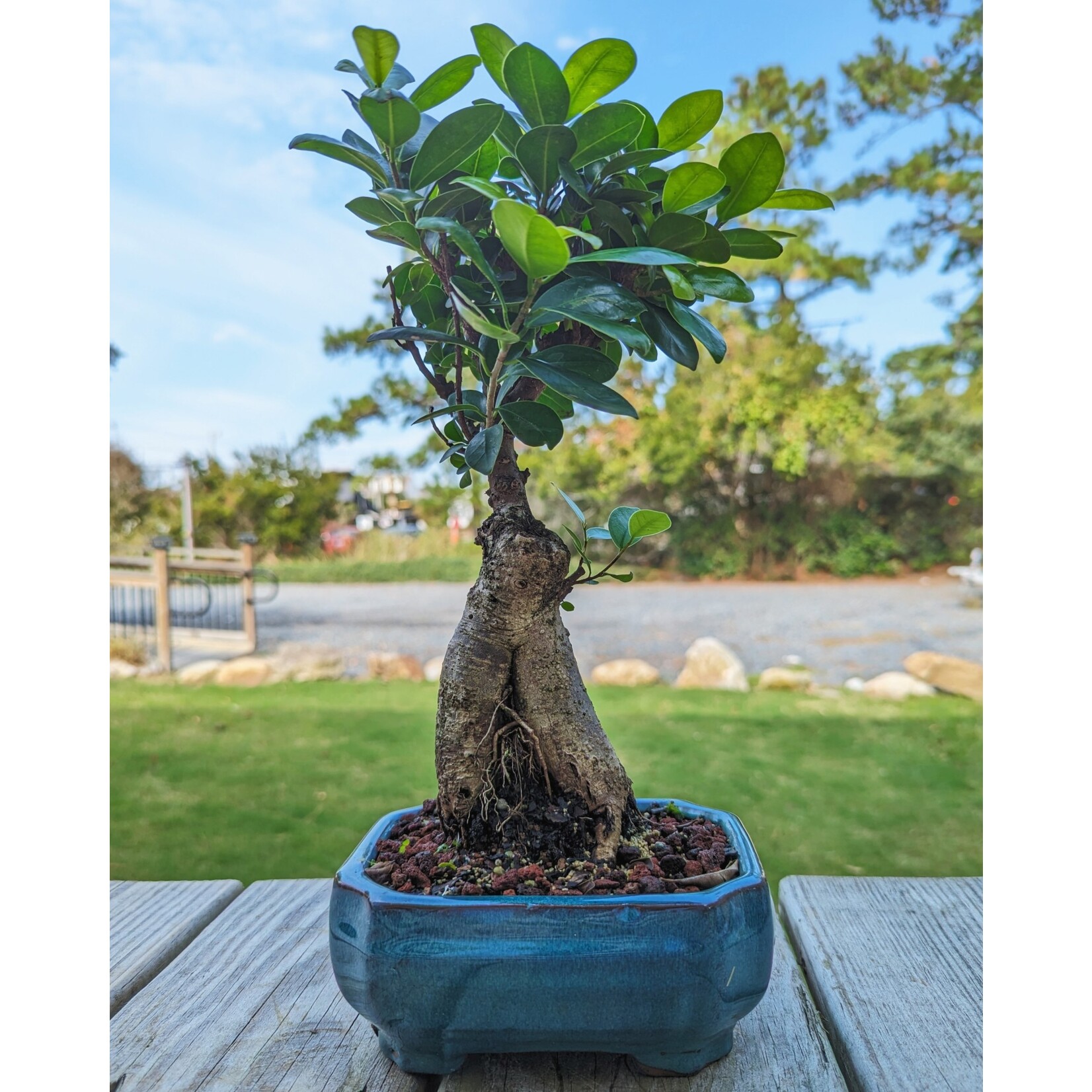 Sunshine Tropical Gardens Ginseng Ficus Bonsai, 6" Pot