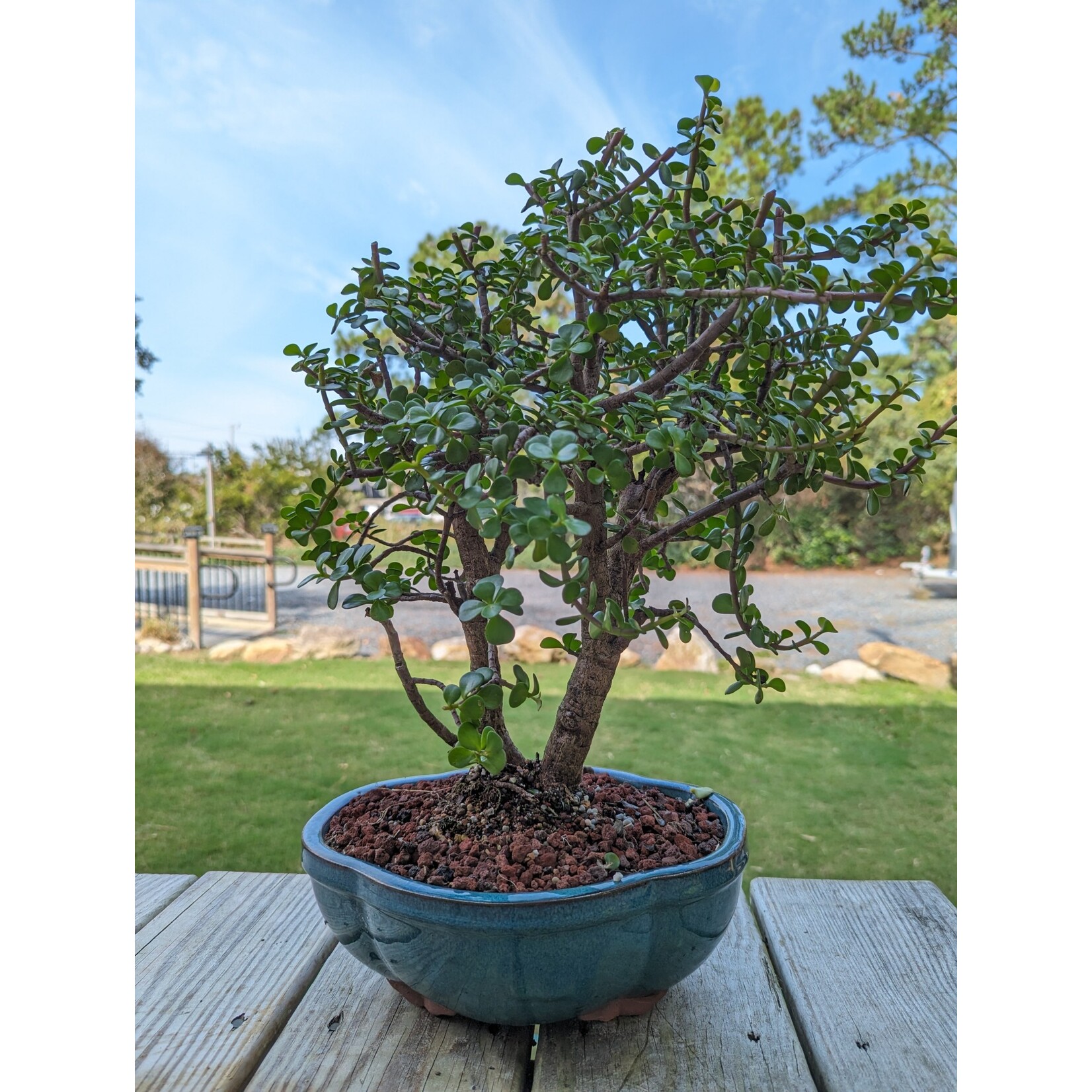 Sunshine Tropical Gardens Dwarf Jade Bonsai, 6" Pot
