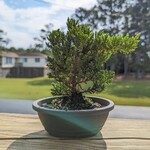 Sunshine Tropical Gardens Young Juniper Bonsai, Plastic Container - $42