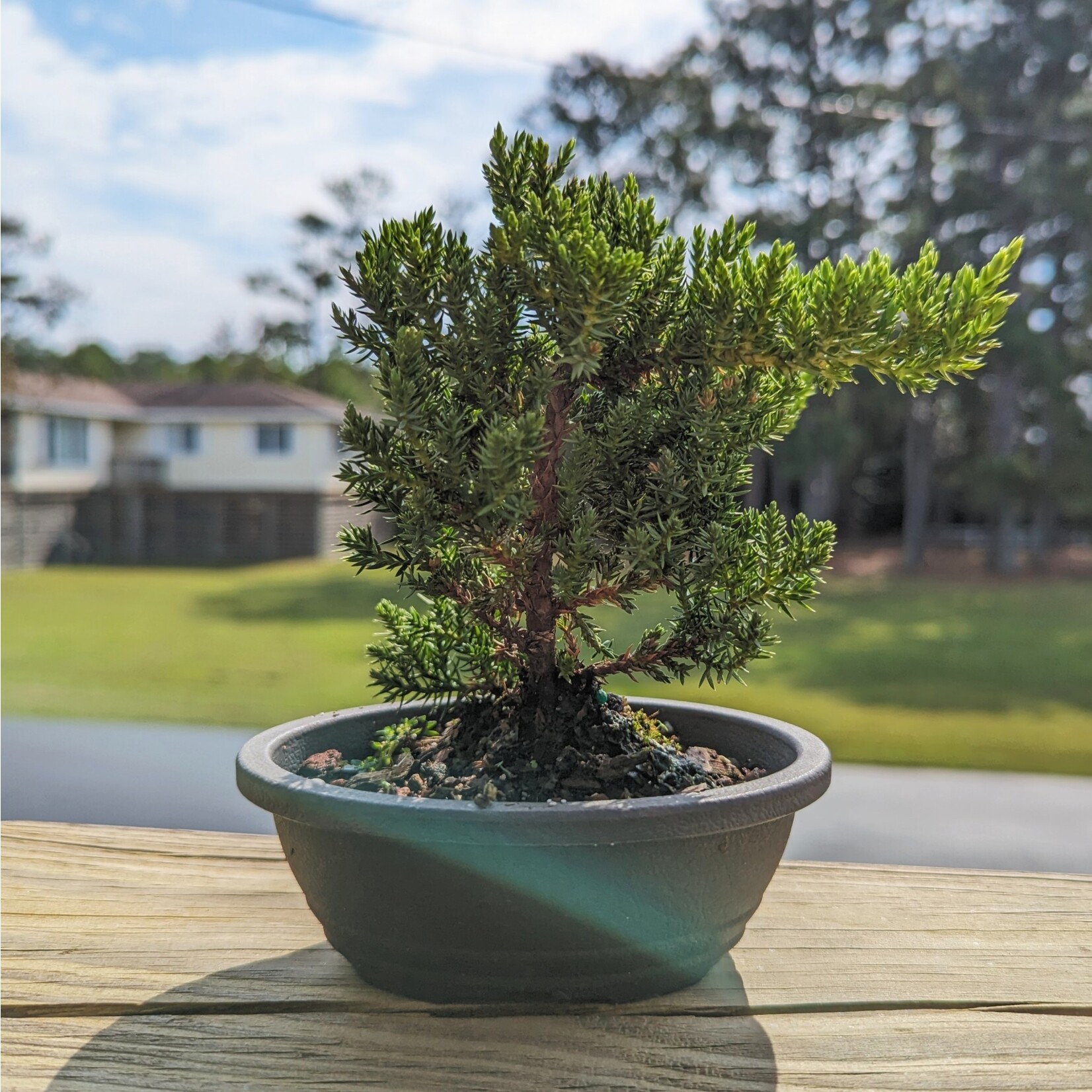 Sunshine Tropical Gardens Young Juniper Bonsai, Plastic Container - $48