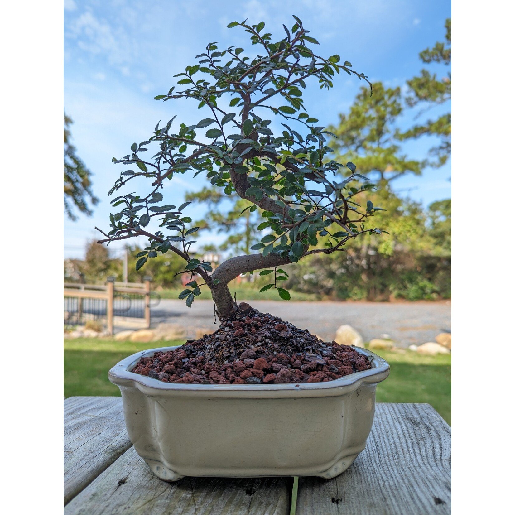 Sunshine Tropical Gardens Chinese Elm Bonsai, 8" Pot