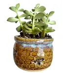 AMG Pottery Honeycomb Succulent Pot