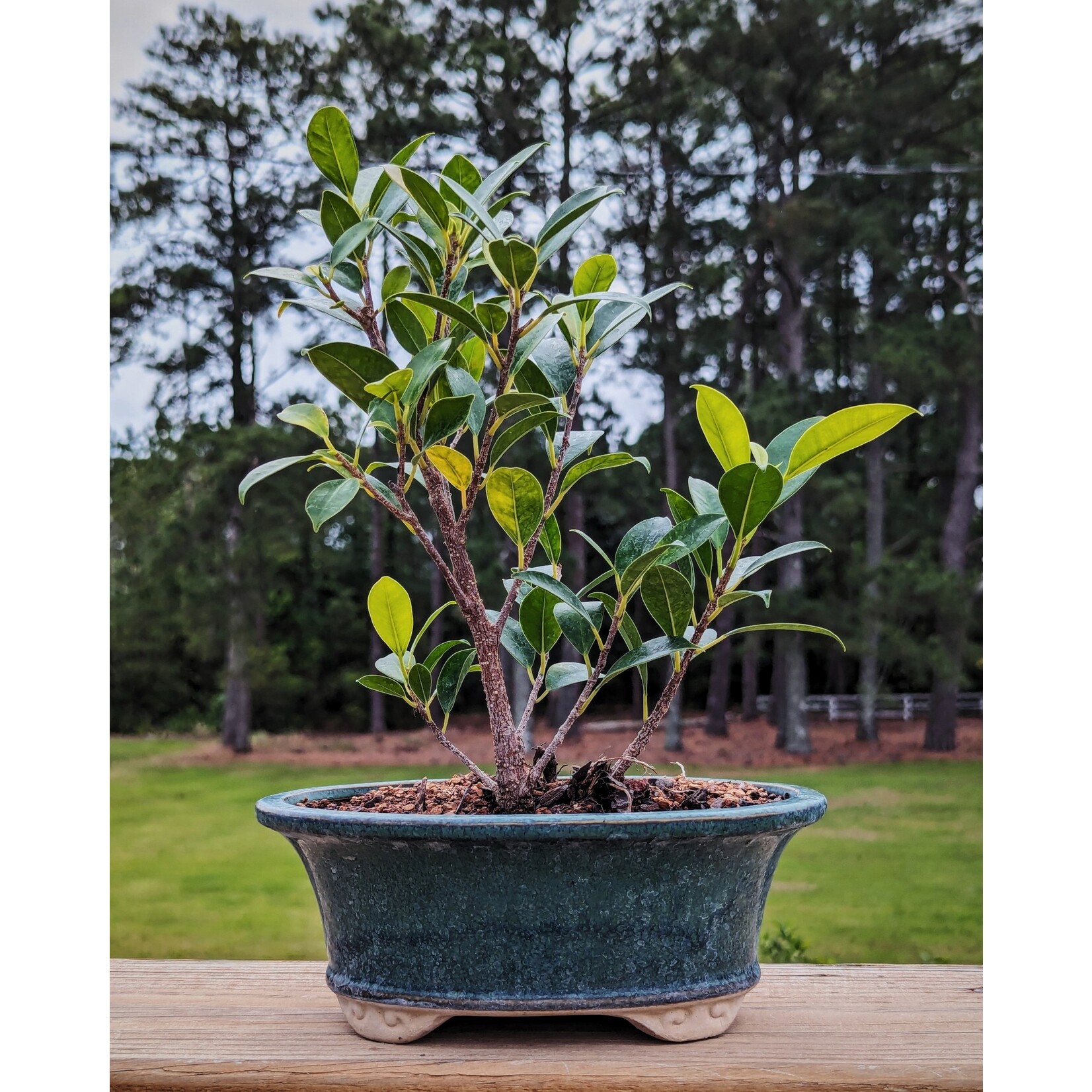 Young Ficus Bonsai, 8"