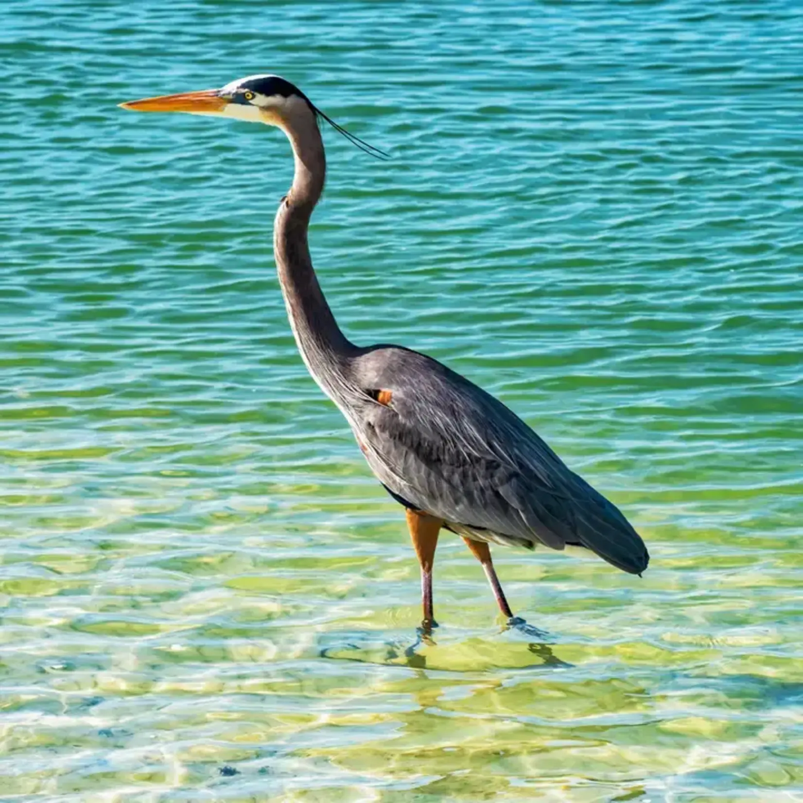 Zen Art & Design Zen Puzzle Small - Great Blue Heron