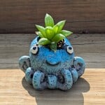 Cohasset Gifts Inky Octopus Planter w/ Succulent