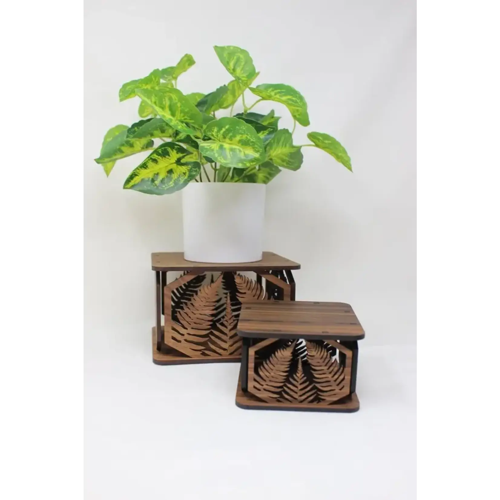 6 by 6 Arts Square Indoor Plant Stand - Swordferns, Small