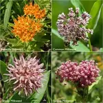 Potting Shed Creations Garden Sprinkles Ornament - Monarch Milkweed