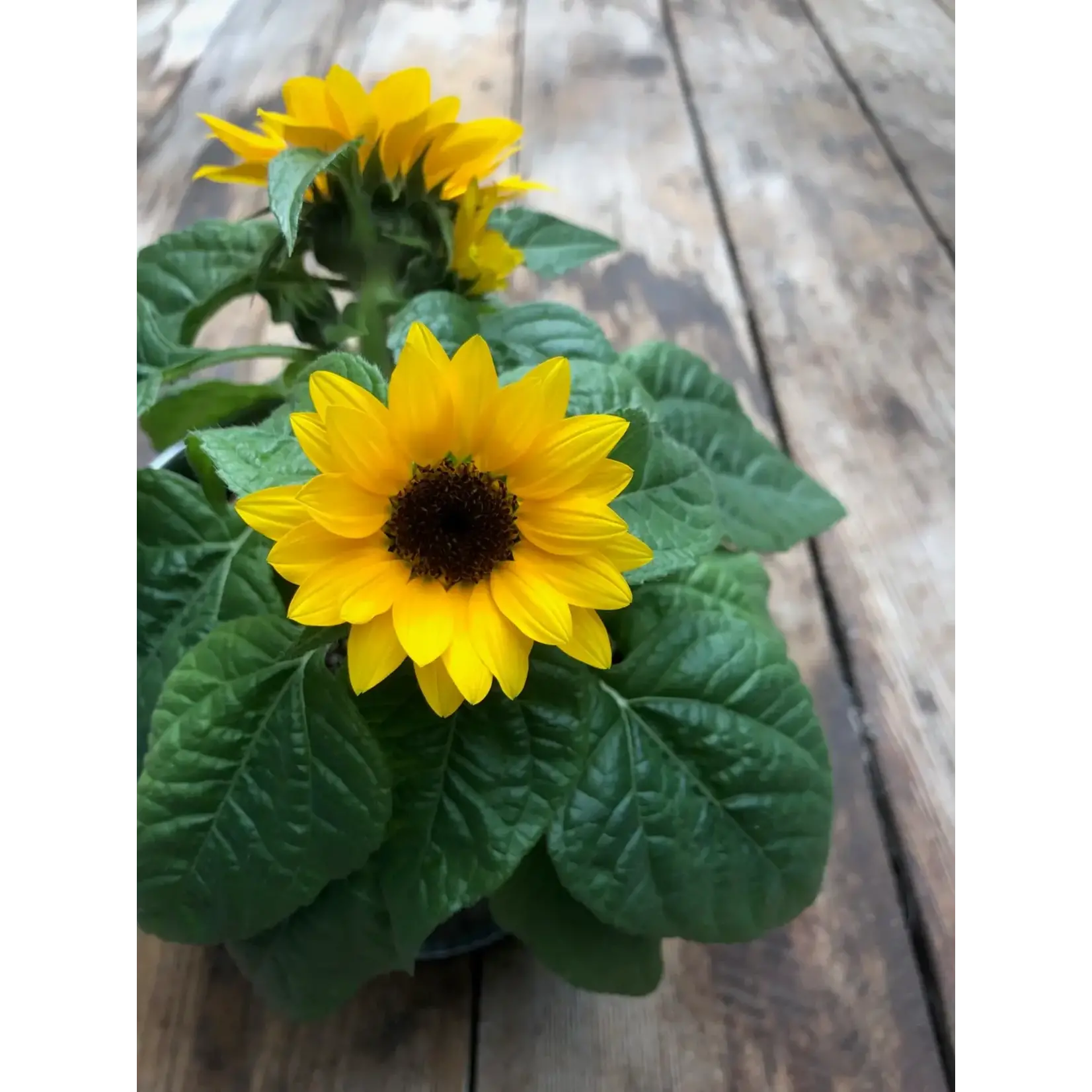 Potting Shed Creations Kids! Garden in A Bag - Sunflower