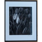 Ascension Photography Tulips Rising