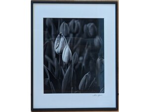 Ascension Photography