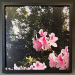 "Butterfly with Pink Azaleas I" - Tara Johnson