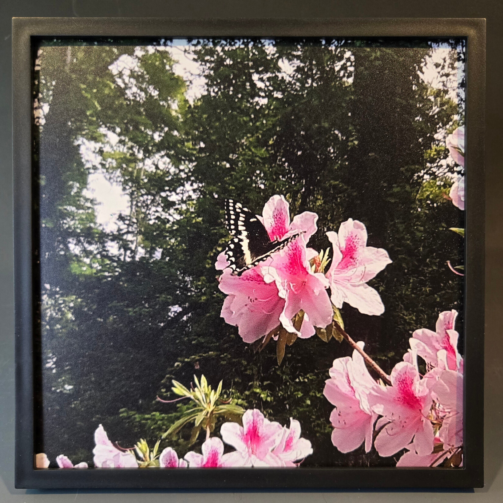"Butterfly with Pink Azaleas I" - Tara Johnson