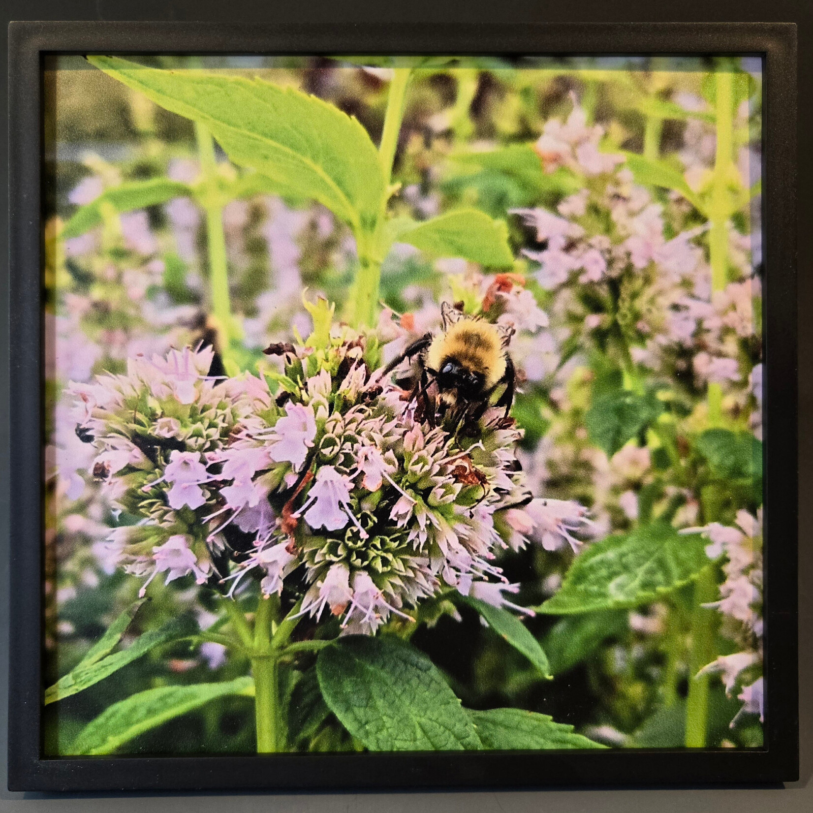 "Bumble Bee with Purple Flowers" - Tara Johnson