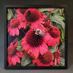 "Bumble Bee with Hot Pink Cornflowers" - Tara Johnson