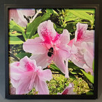 "Bumble Bee with Pink Azaleas" - Tara Johnson