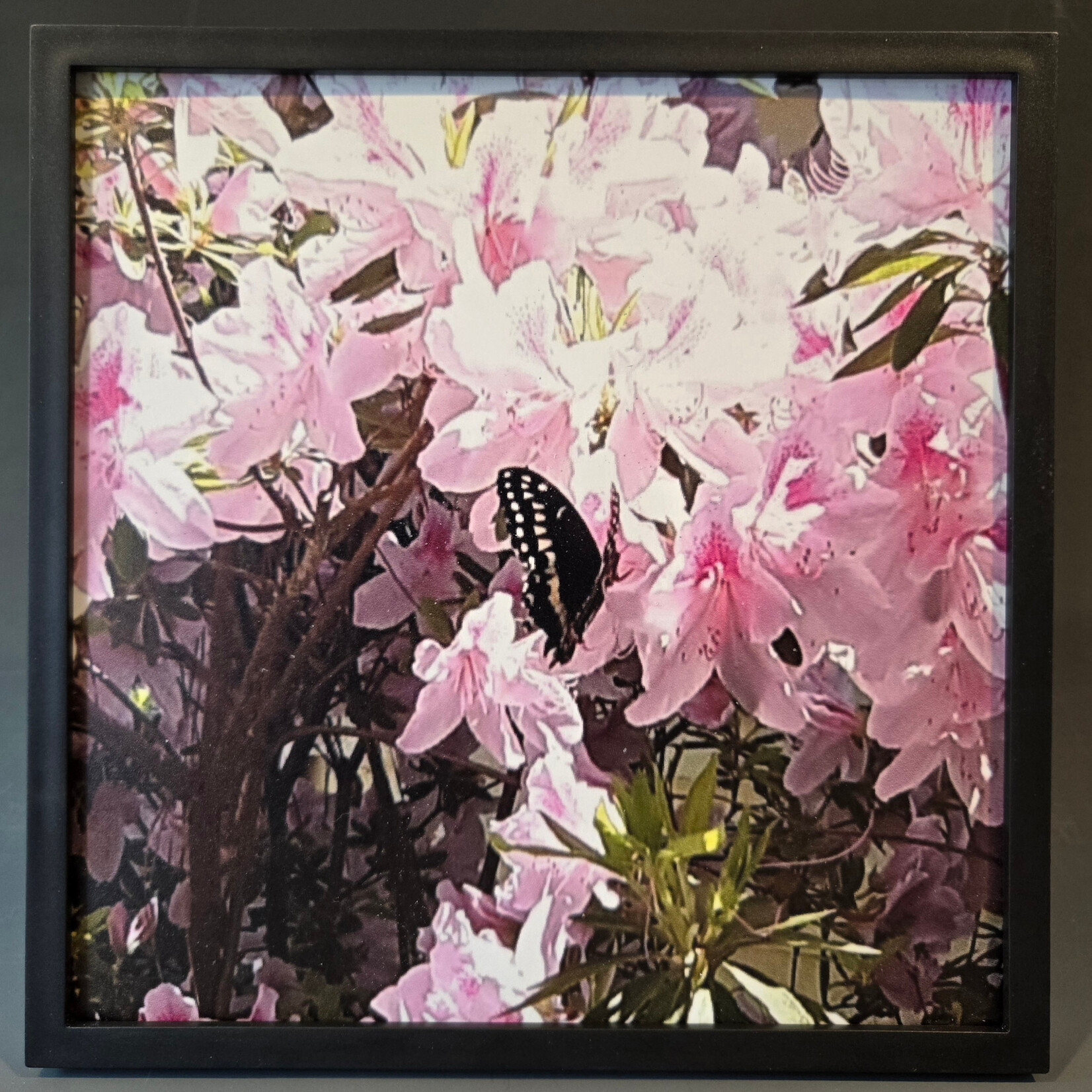 "Butterfly with Pink Azaleas II" - Tara Johnson