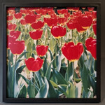 "Red Tulips" - Tara Johnson