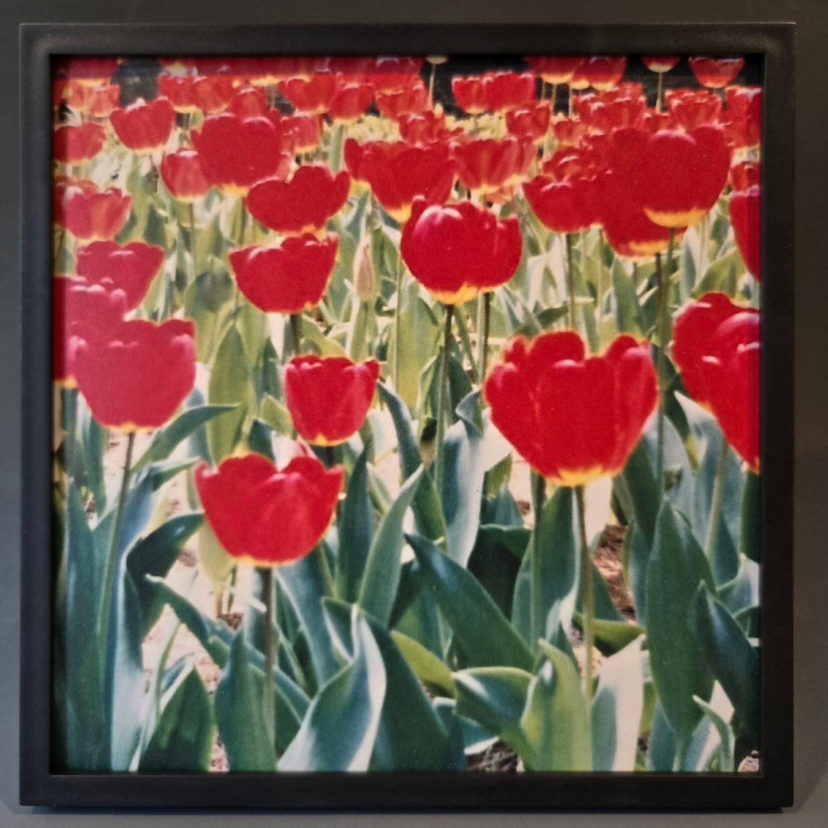 "Red Tulips" - Tara Johnson