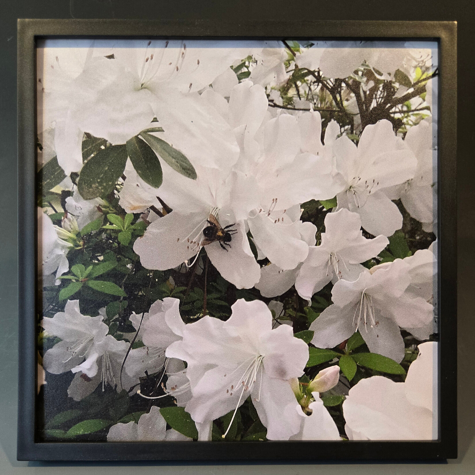 "Bumble Bee with White Azaleas" - Tara Johnson