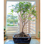 Sunshine Tropical Gardens Ficus Nerifolia Bonsai, 8" Pot